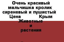Очень красивый мальчишка кролик, сиреневый и пушистый › Цена ­ 1 000 - Крым Животные и растения » Грызуны и Рептилии   